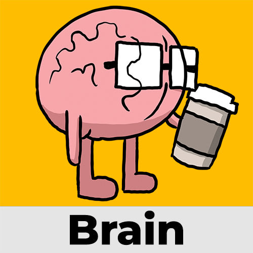 Shop by Organ - Brain | the Awkward Store