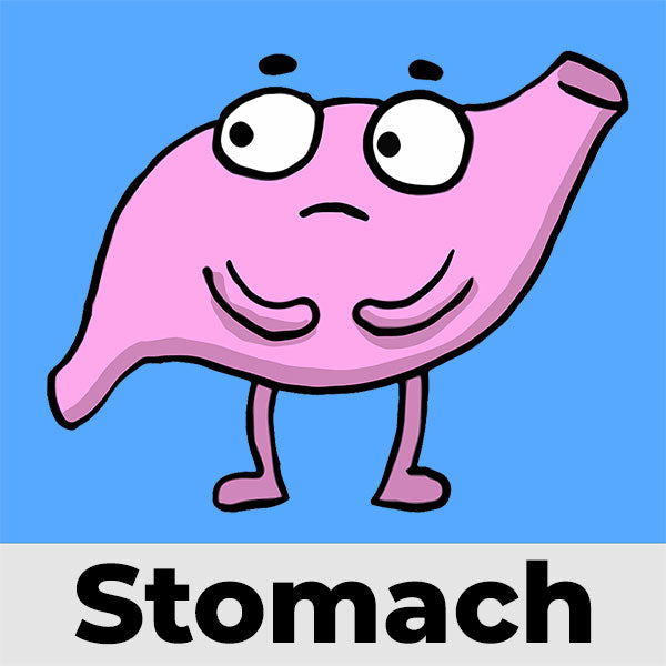 Shop by Organ - Stomach